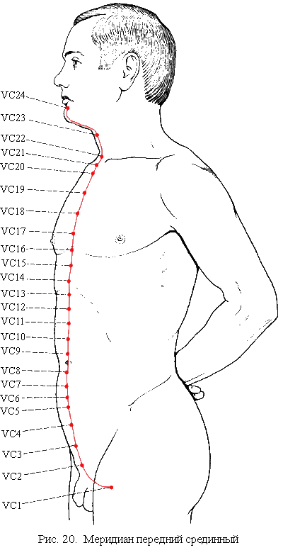 точки переднего срединного меридиана (vc)
